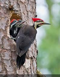 PILEATED WOODPECKER If you are so fortunate to observe the illusive pileated woodpecker, on which the cartoon Woody Woodpecker was modeled, you have seen the