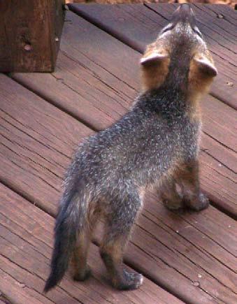 then a mother gray fox