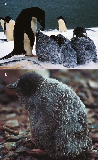 Figure 6. (a) Adélie penguin chicks may get covered in snow during storms, but beneath the snow their down is warm and dry.