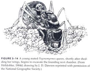 swarming) Parasitically Single-Queen-Founded Nests Digging In After Shedding Wings Seed harvester ant