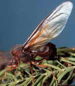 The queen uses her wings to fly from her natal nest on her nuptial flight, but snaps them off when she