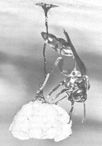 Mischocyttarus Founder Nest Nest being founded by a single Mischocyttarus wasp queen.