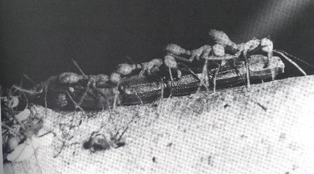 Eciton Foragers Carrying Prey Item Eciton Raid Patterns The column raid of Eciton hamatum (left) is adapted to attacking a few well-defended prey like nests of other social insects.