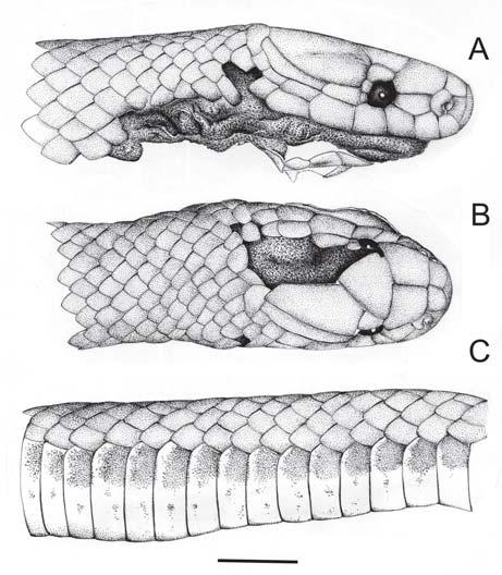 P. Passos et al. Fig. 1. Atractus modestus (holotype, NHM 1946.1.6.30): A) dorsal and B) lateral views of the head, and C) lateral view of the midbody. Scale bar = 5 mm. (U 2.5 =3, P<0.