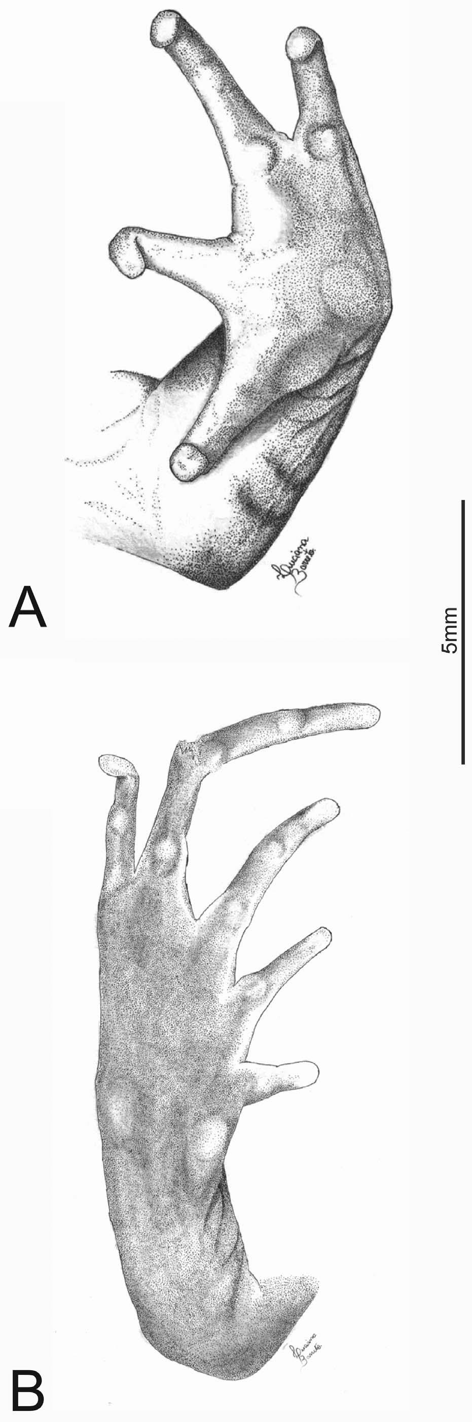 MOTTA ET AL. PHYLOGENETICS AND TAXONOMY OF LYNCHIUS 129 FIG. 5. Lynchius oblitus sp. nov. Ventral views of left hand (A) and right foot (B) of holotype (MHNC 8674).