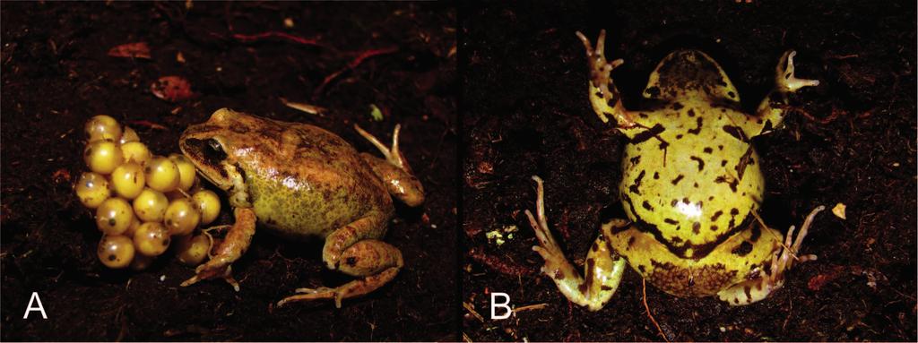130 Herpetological Monographs 30, 2016 FIG. 6. Adult female paratype of Lynchius oblitus (MHNC 8601) from Santuario Nacional Tabaconas-Namballe, Cajamarca, Peru, 3300 m (5813 0 45.5 00 S, 79817 0 13.