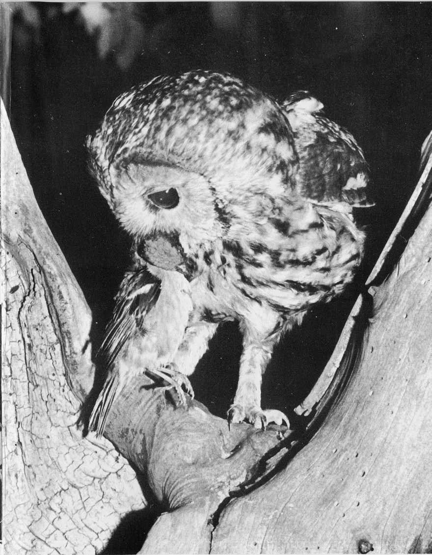 Tawny Owl carrying a dead