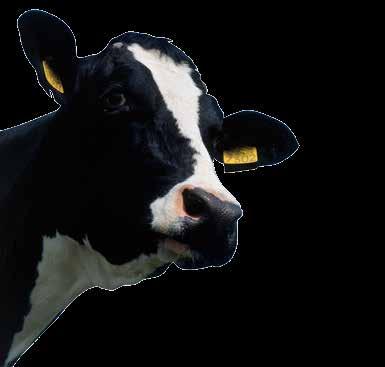 BRUCELLOSIS IN CATTLE a diagnostic nightmare Dr Chriche du Plessis In our last article we discussed brucellosis in more detail with regards to the disease and the prevention and control measures that