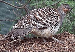 seeds and vegetable matter and scratch ground to find food wings short and flight laboured; quail make a whirring sound when flying.