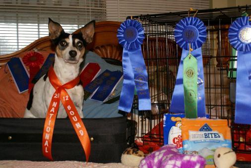 Page 4 Carol Bishop: Jett Double Q'd in Wichita Falls to earn her last legs for the 2012 AKC Nationals. Get ready Reno here we come, National Bound.