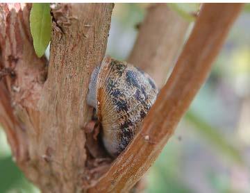 The Garden snail (Cornu aspersum) is adept at gluing itself to walls and elevated plants during aestivation and in winter this species can be found clustering together in communal roosts in sheltered