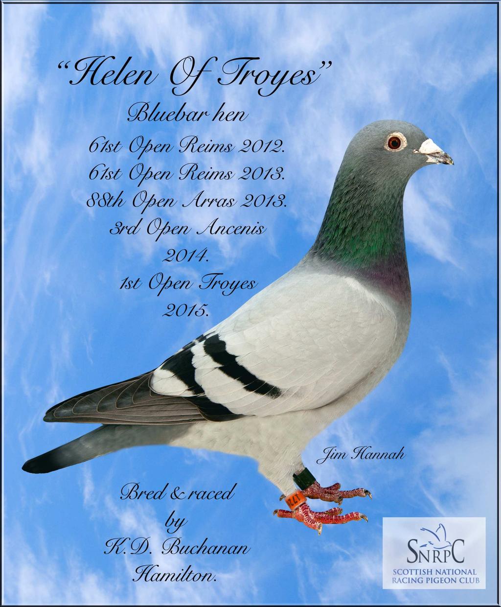 Ken Buchanan s family of pigeons are Van Hee based with no breeding stock having been introduced into the loft for the last 15 years this system has certainly worked exceptionally well for Ken as his