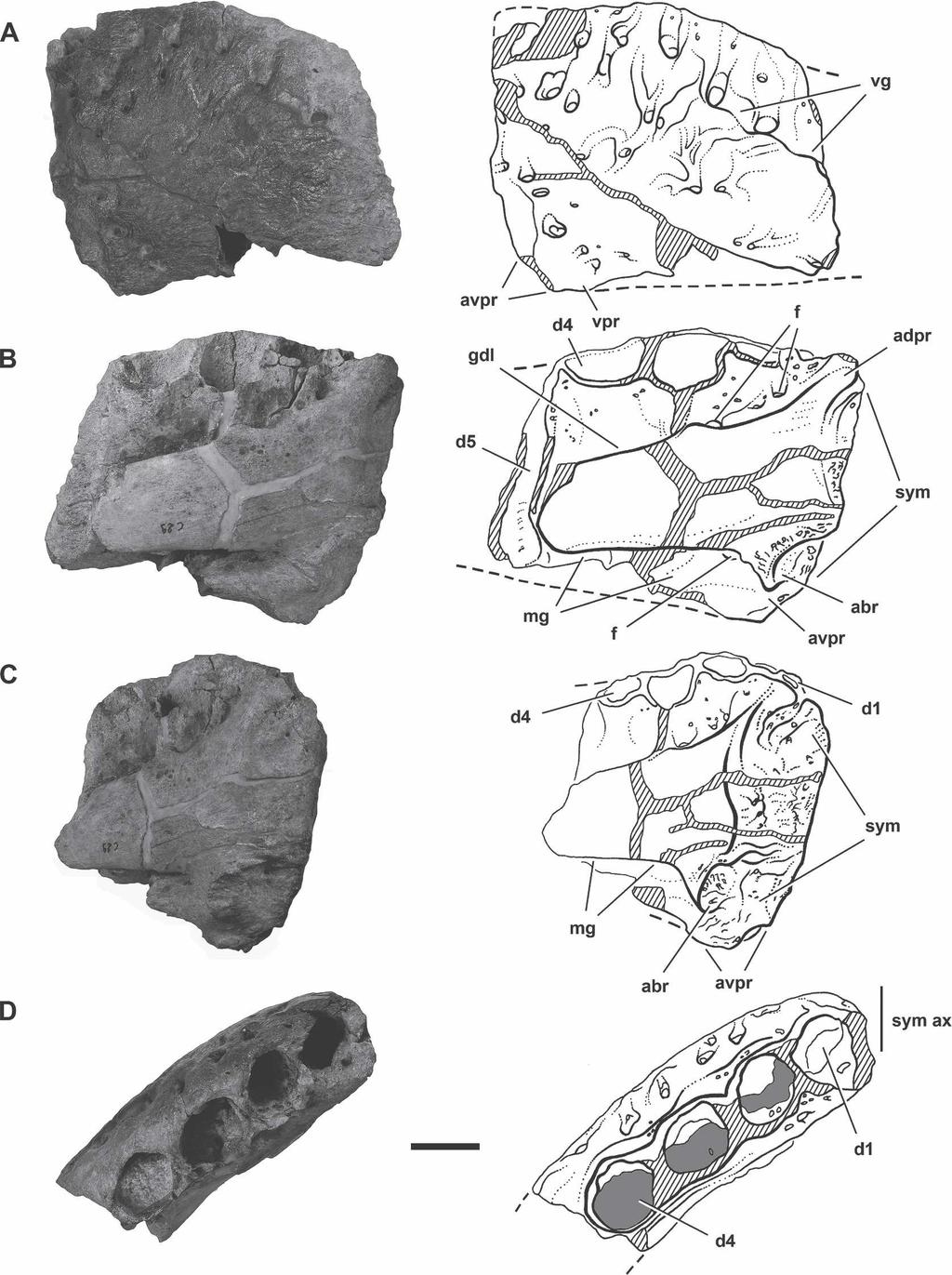 BRUSATTE AND SERENO NEW CARCHARODONTOSAURUS SPECIES 911 FIGURE 6. Photographs and line drawings of the anterior end of the left dentary of Carcharodontosaurus iguidensis n. sp. (MNN IGU5).