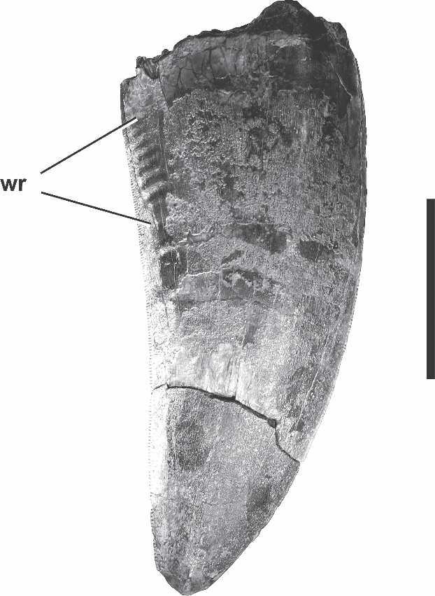 912 JOURNAL OF VERTEBRATE PALEONTOLOGY, VOL. 27, NO. 4, 2007 TABLE 2. Carcharodontosaurus iguidensis, measurements (mm) of left dentary (MNN IGU5).