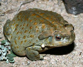 toad Bufo marinus Cane