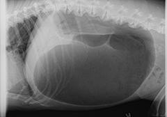 indicated if the diagnosis of gastric dilatation with or without volvulus has been established.