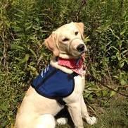 Canine Partners for Life Volunteer Opportunities Help Raise a Canine Partners for Life Service Dog in Training Community Puppy Homes are a key element of CPL s program, and they devote a huge amount