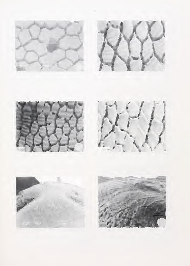 June 1995 Asiatic Herpetological Research Vol.6, p. 91 FIG. 8.
