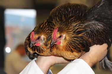 In total, 654 Belgian bantams had been entered and more than 150 bantams were available in the sales class.