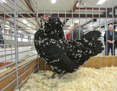 Below: Antwerp Bearded hen, black