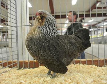 Below: Antwerp Bearded hen, silver
