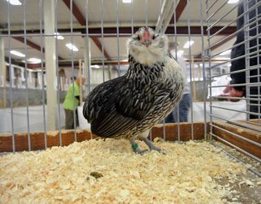 hen, silver quail.