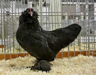 Below: Uccle Bearded hen, black.