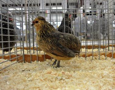 Owner: Volker Meier. Below: Bassette hen, silver quail.