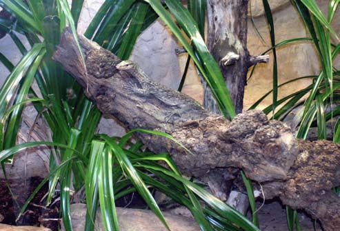 84 ZIEGLER ET AL.- FIRST F2 BREEDING OF VARANUS MELINUS Fig. 1. Varanus melinus exhibit at the Cologne Zoo Aquarium (2 May 2005). Photograph by Thomas Ziegler.