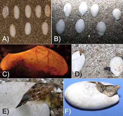 ratio of 2:1 by volume (Table 1). The eggs were not turned, and were placed on the surface of the vermiculite.