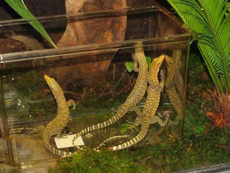 5 month old V. melinus into their public exhibit at the Cologne Zoo Aquarium (18 May 2010). Photograph by Detlef Karbe. 7 days earlier.