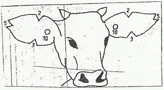 The diagram below illustrates a method of identification in livestock production. Study the diagram and answer the question that follows?