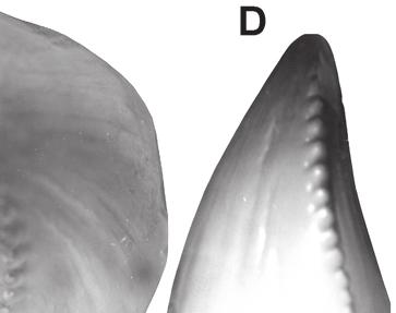 A-D, Paratype premaxillary tooth of Revueltosaurus callenderi
