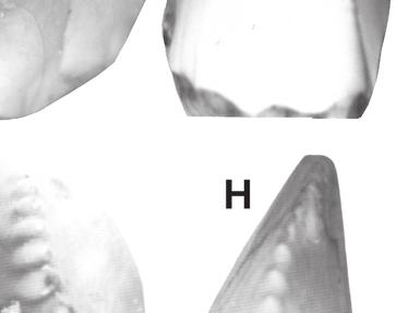 I-L, Holotype incisiform tooth of Revueltosaurus callenderi