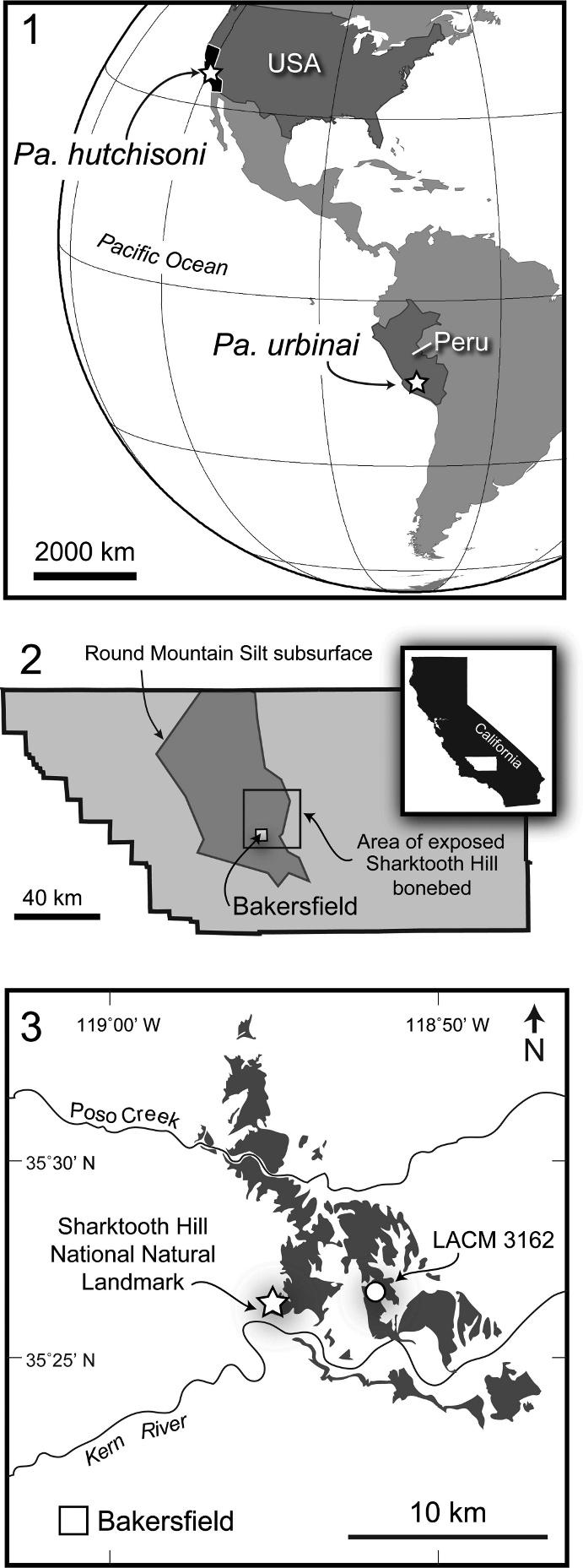 236 JOURNAL OF PALEONTOLOGY, V. 84, NO. 2, 2010 Occurrence. The type locality of Pa. hutchisoni is LACM locality 3162, from the Round Mountain Silt Formation, in Kern County, California, USA (Fig. 4).