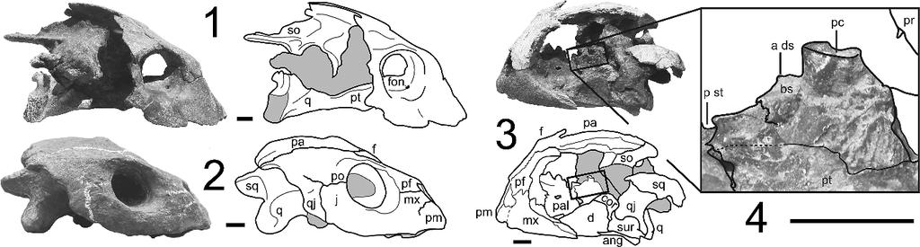 PARHAM AND PYENSON MIOCENE SEA TURTLE AND FEEDING MORPHOLOGIES 239 FIGURE 6 Referred skulls of Pacifichelys urbinai n. gen. n. sp. All scale bars 5 1 cm.