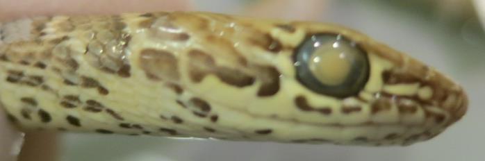 relatively larger eye Gopher snake: keeled dorsal
