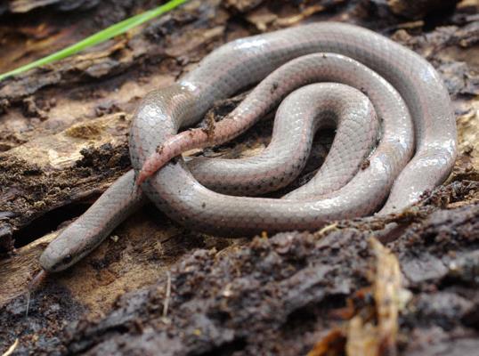 Contia tenuis Sharptail snake Key ID Features: slender & small (8-16