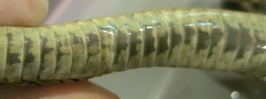 Washington s 3 garter snake species.