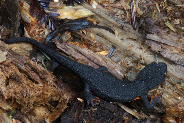 on it) rounded snout No costal grooves (perpendicular creases on sides of body-often on salamanders) eyes at