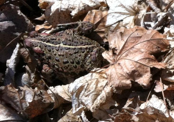 Anaxyrus bureas (formerly Bufo boreas) Western toad: stout body,
