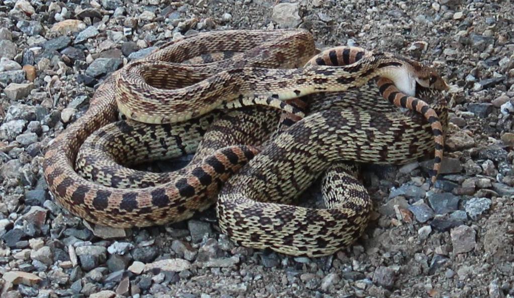 Defensive behavior mimics rattlesnake Continuous stripe
