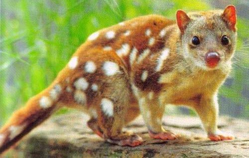 Mostly considered for the Quoll
