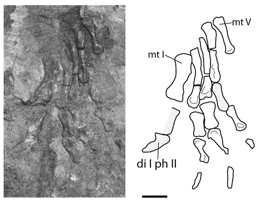 Lively New baenid turtle from Utah (e1009084-12) FIGURE 8. Photograph (left) and line drawing (right) of the partial right pes of the holotype of Arvinachelys goldeni (UMNH VP 21151) in ventral view.