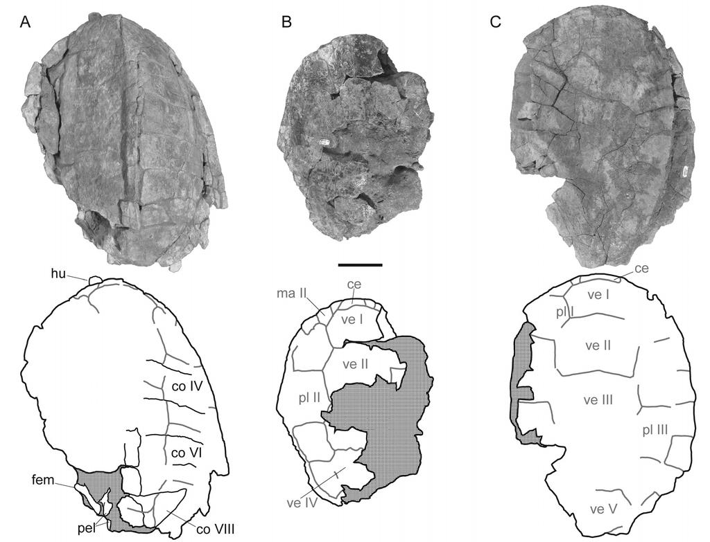 Lively New baenid turtle from Utah (e1009084-7) FIGURE 5. Carapace photographs (top) and line drawings (bottom) of Arvinachelys goldeni specimens: A, UMNH VP 21151; B, UMNH VP 20183; C, UMNH VP 20145.
