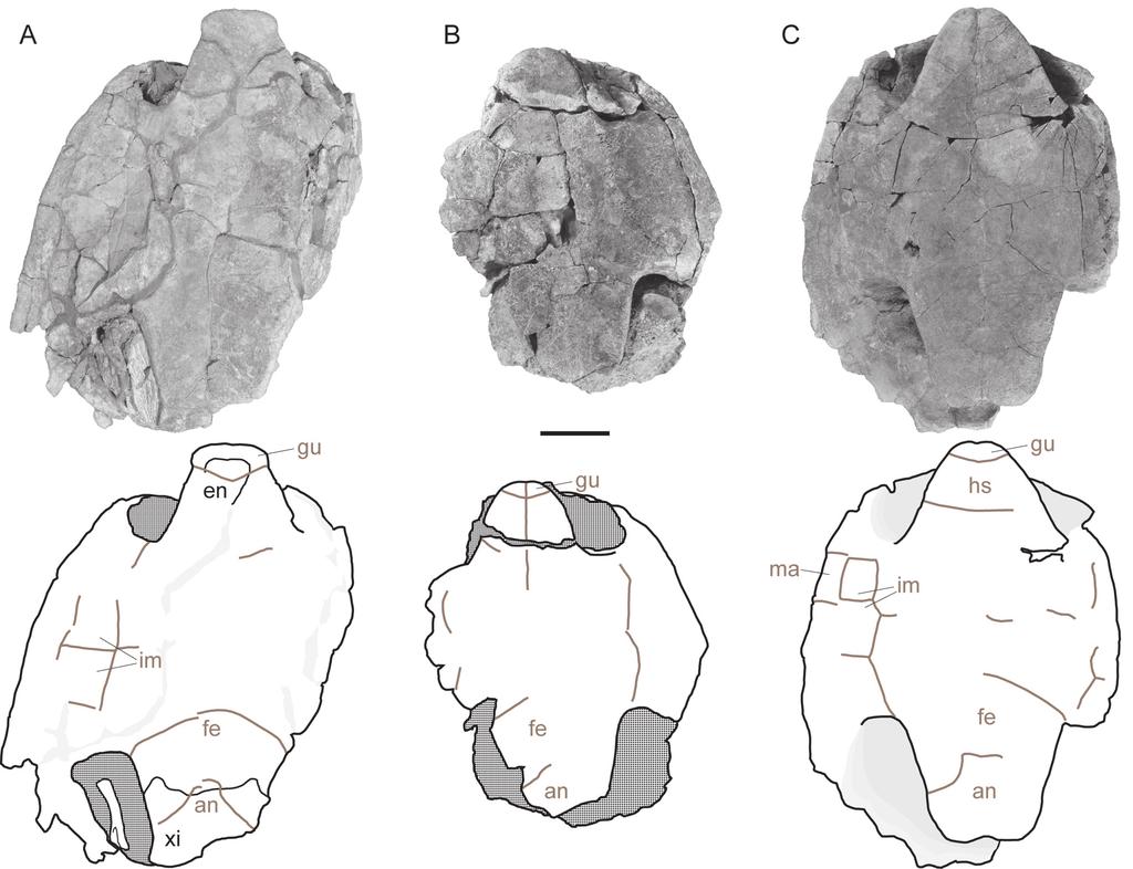Lively New baenid turtle from Utah (e1009084-8) FIGURE 6. Plastron photographs (top) and line drawings (bottom) of Arvinachelys goldeni specimens: A, UMNH VP 21151; B, UMNH VP 20183; C, UMNH VP 20145.