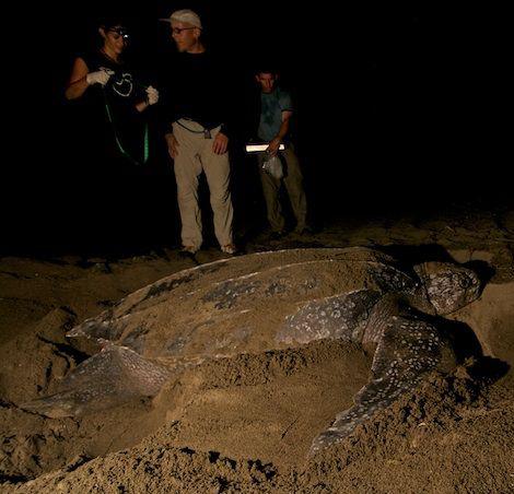 Right: Volunteers watch a nesting leatherback; Large Image: A baby leatherback