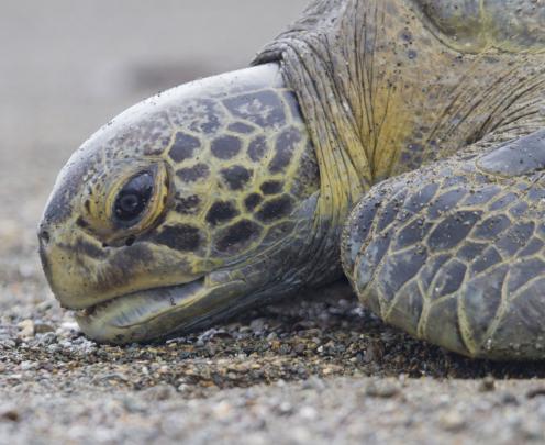 Spend 5 days on the incredible Osa Peninsula catching and releasing turtles, restoring