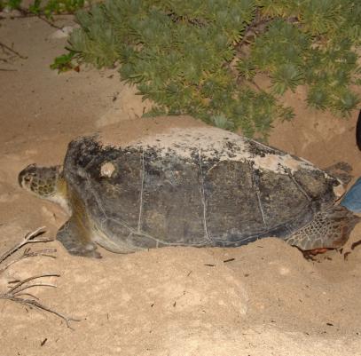 Help Cuban biologists to study green sea turtles.