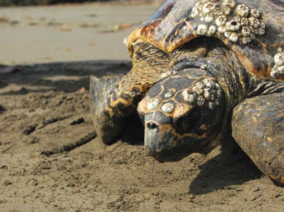 Nicaragua Nicaragua Sea Turtle Volunteer Expedition Join us for a